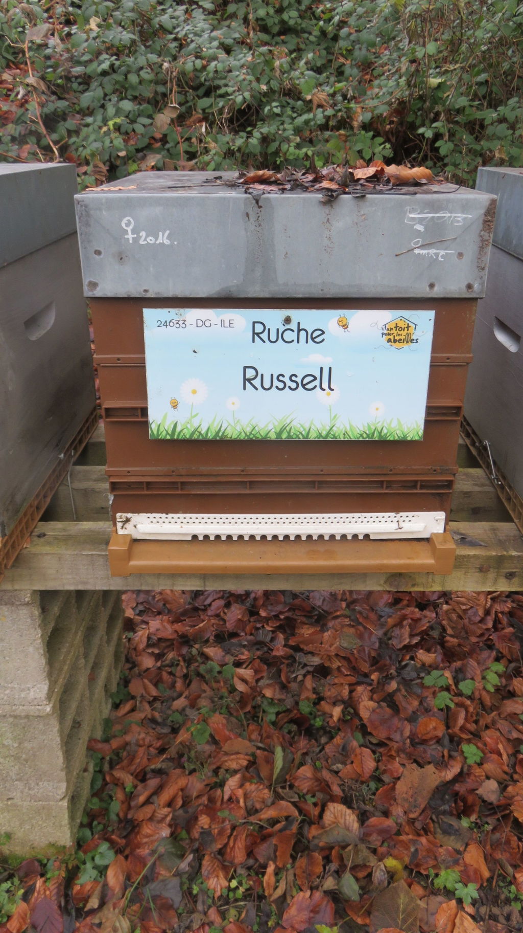 La ruche Russell