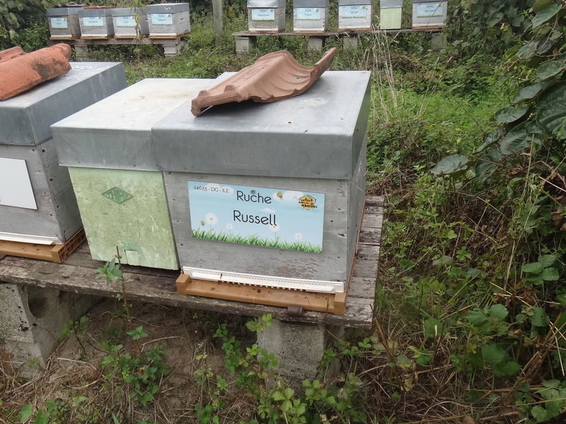 La ruche Russell