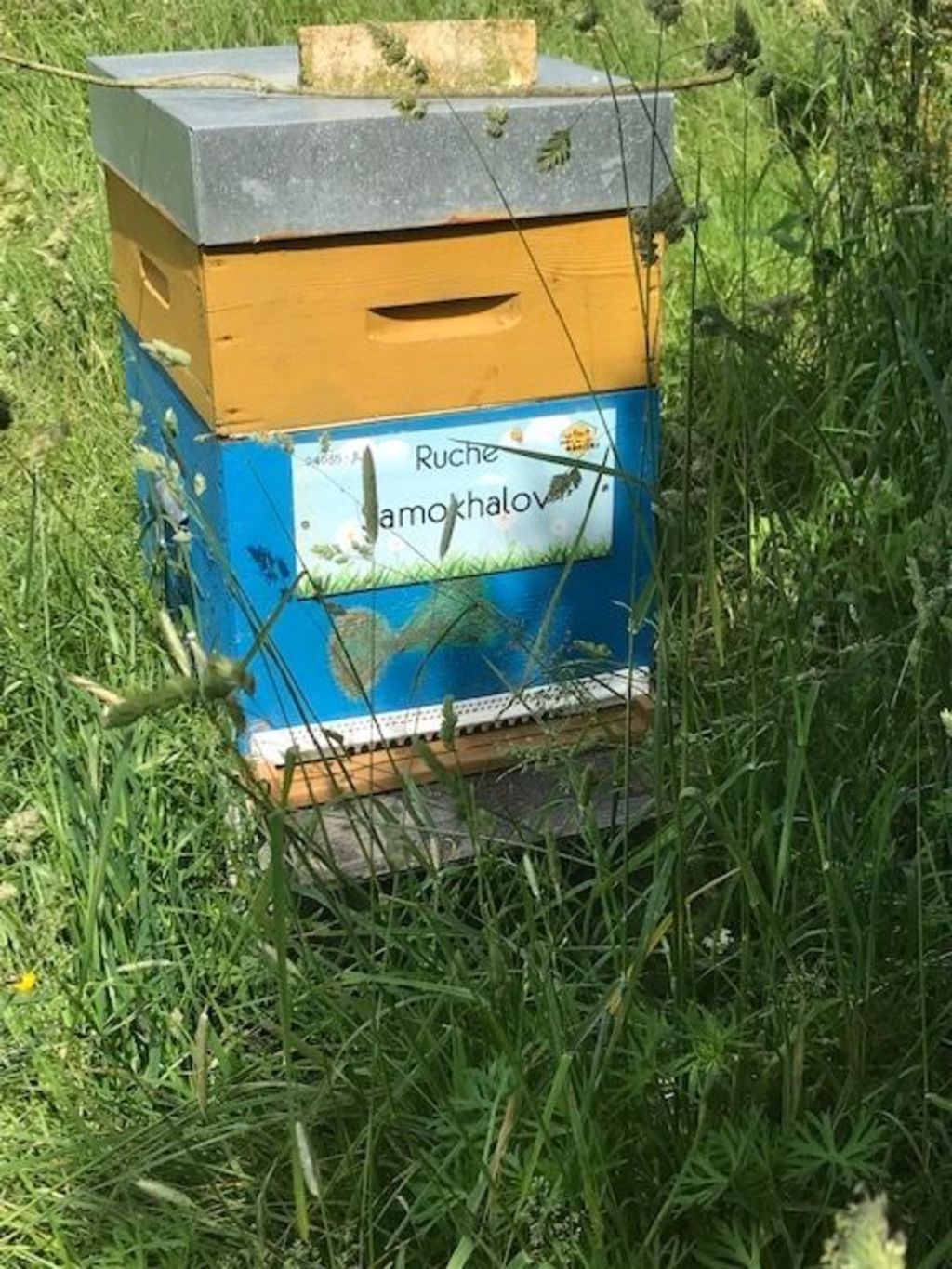 La ruche Samokhalov
