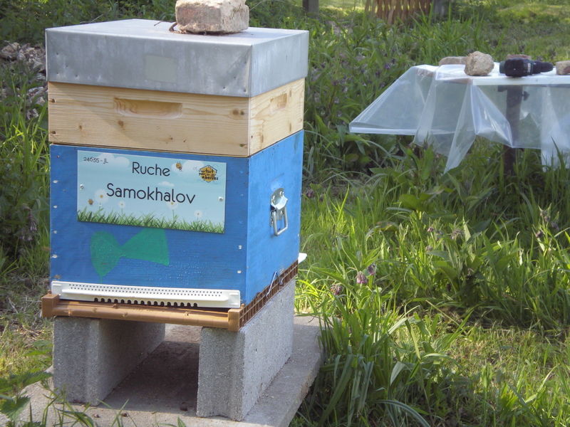 La ruche Samokhalov