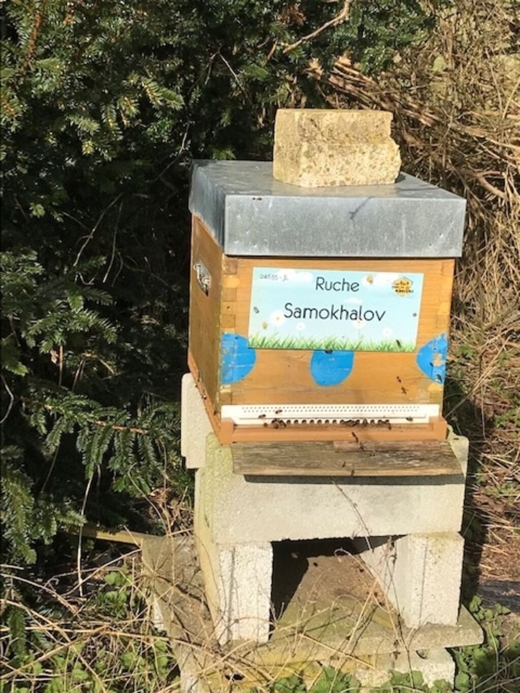 La ruche Samokhalov