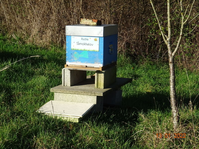 La ruche Samokhalov