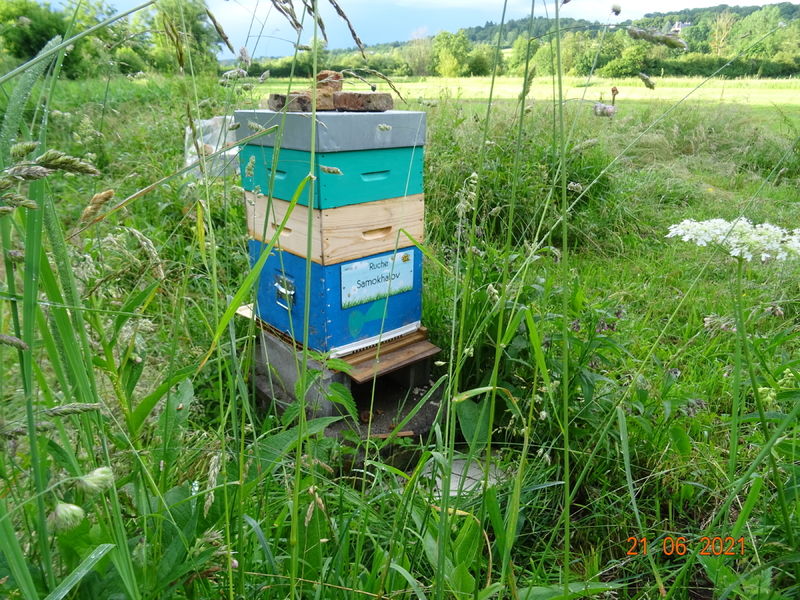 La ruche Samokhalov