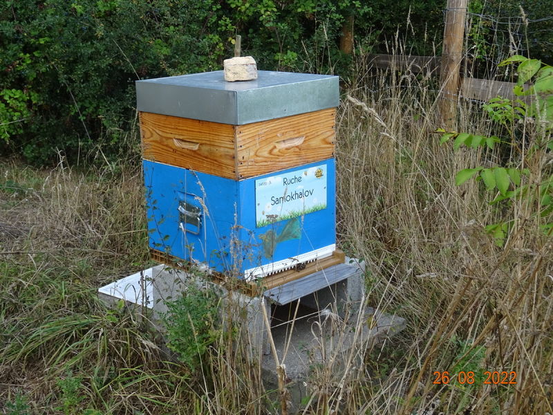 La ruche Samokhalov