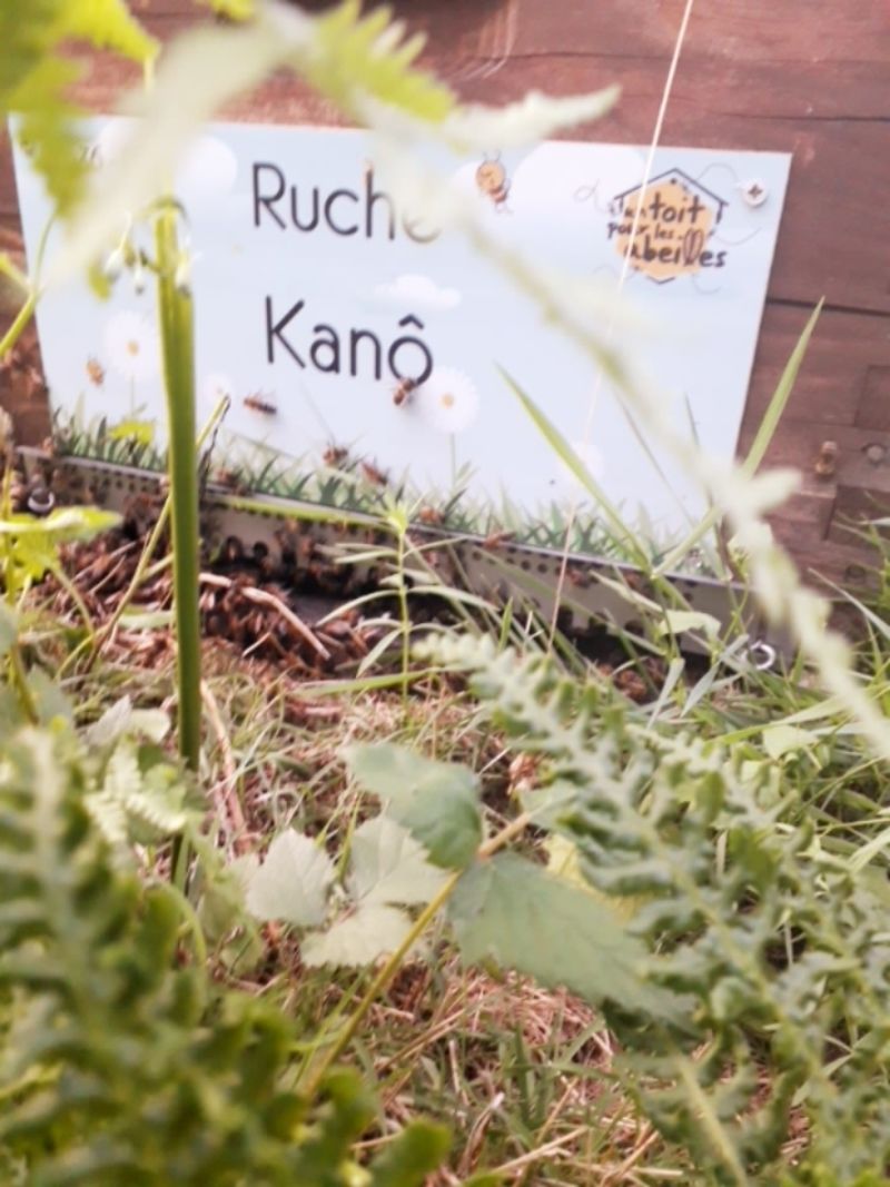 La ruche Kanô