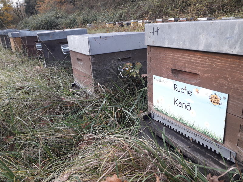 La ruche Kanô