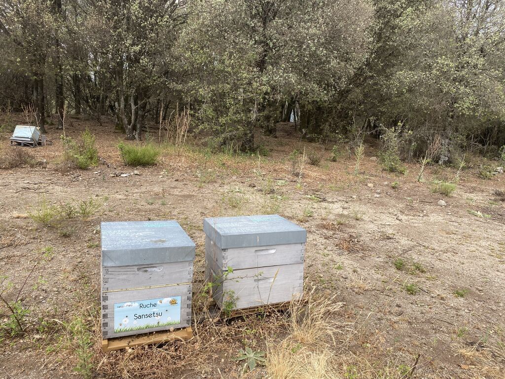 La ruche Sansetsu