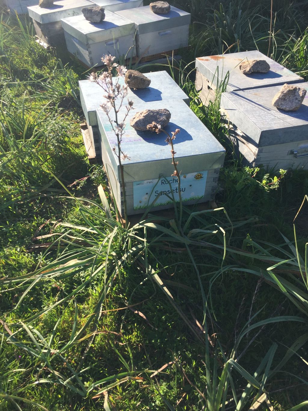 La ruche Sansetsu