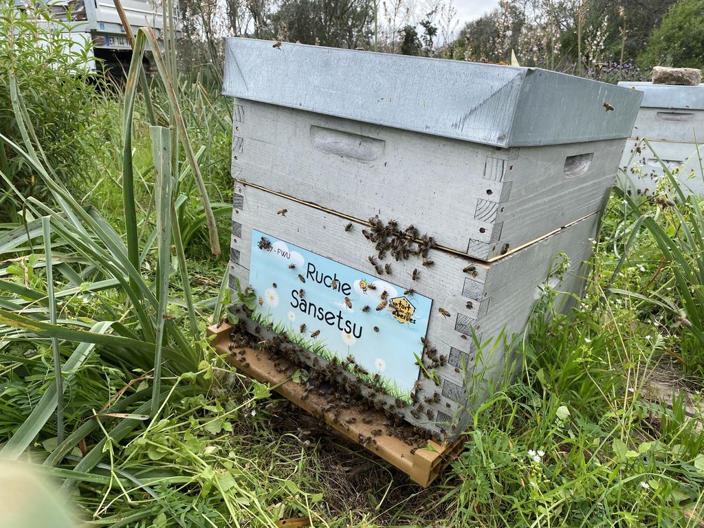 La ruche Sansetsu