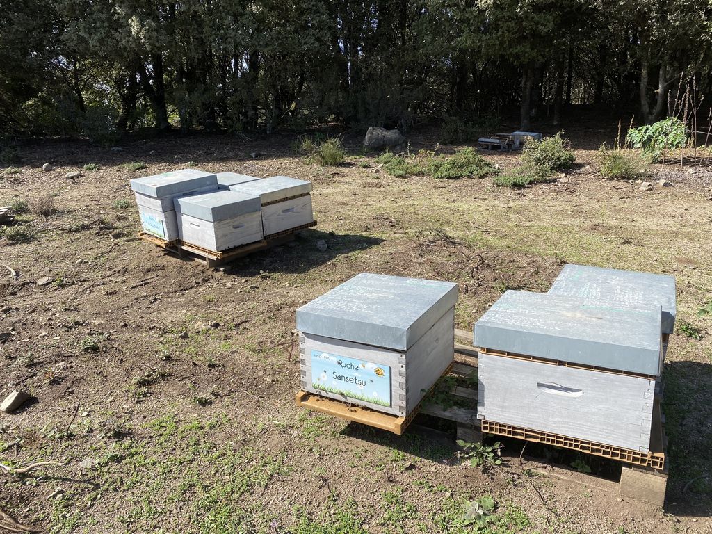La ruche Sansetsu