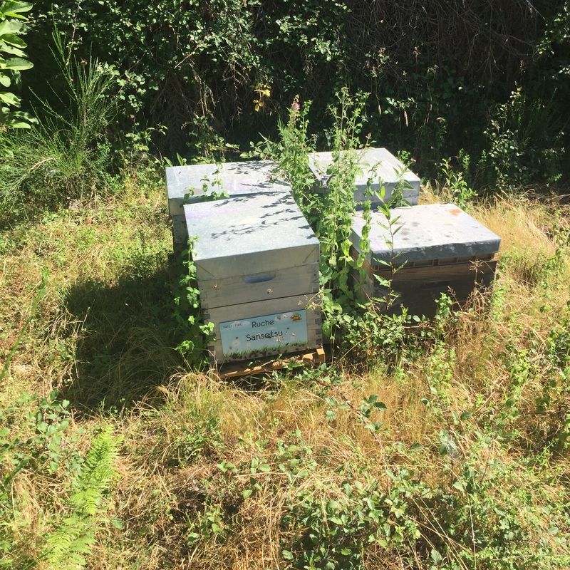 La ruche Sansetsu