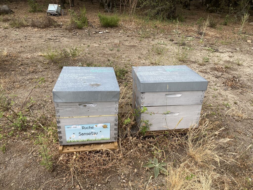 La ruche Sansetsu