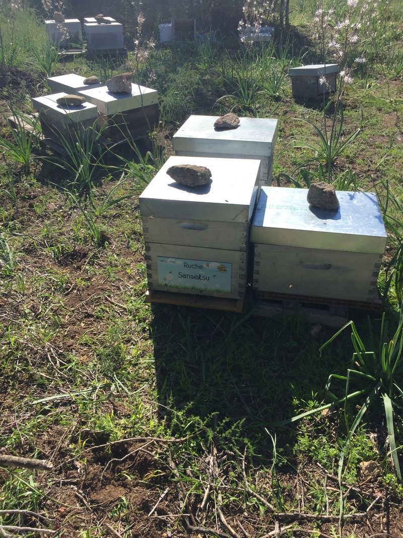 La ruche Sansetsu
