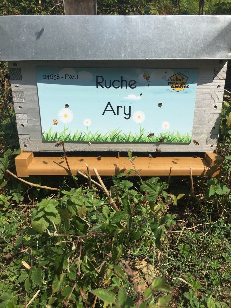 La ruche Ary