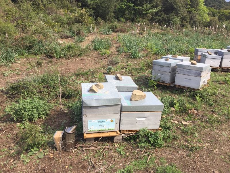 La ruche Ary