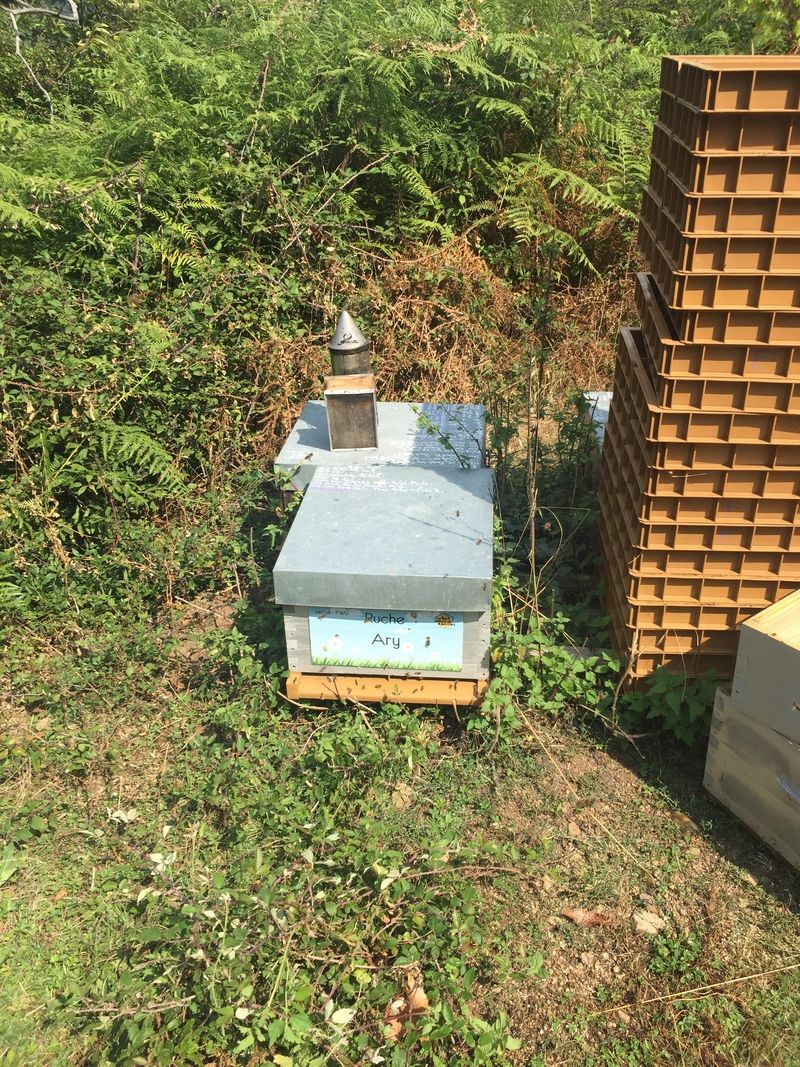 La ruche Ary