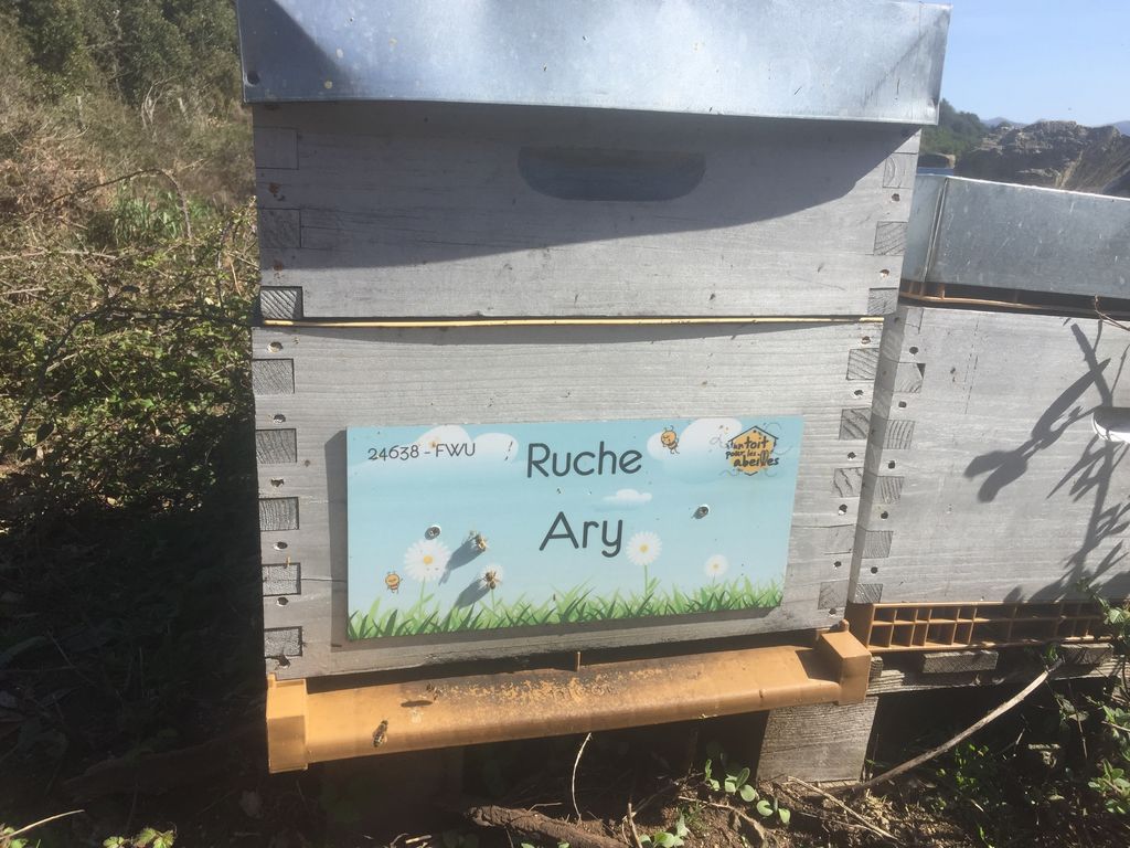 La ruche Ary