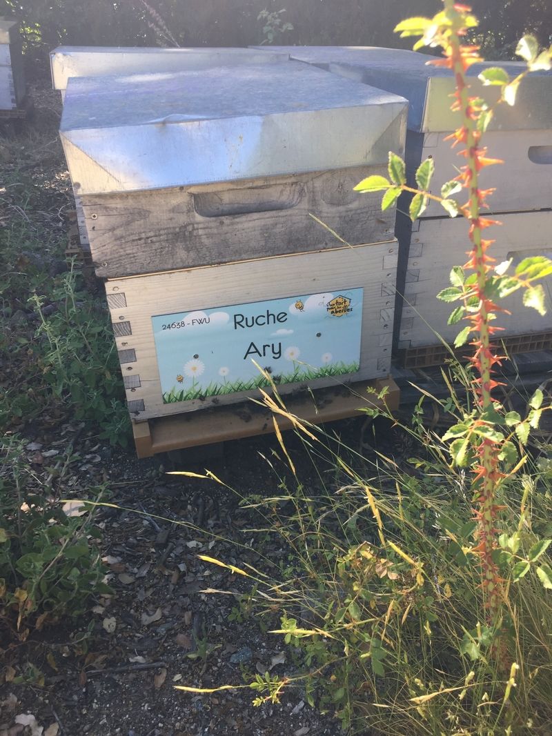 La ruche Ary