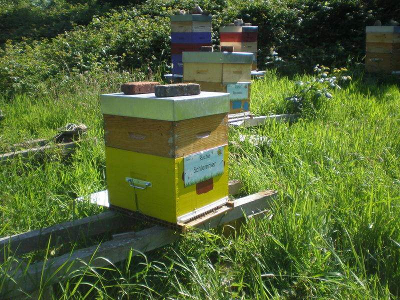 La ruche Schlemmer