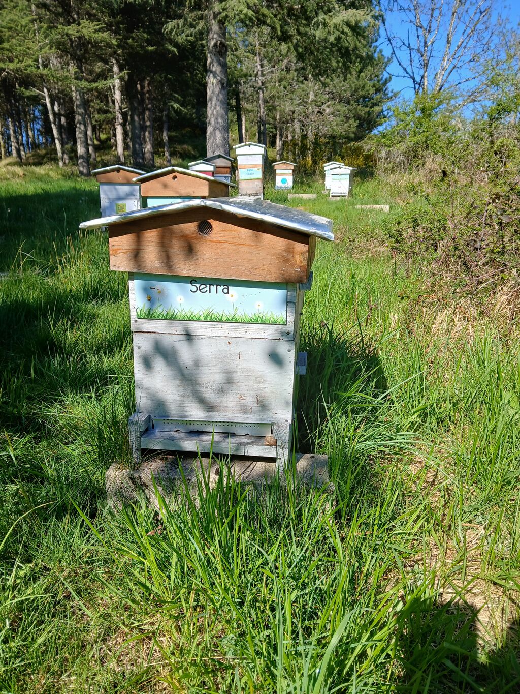 La ruche Serra