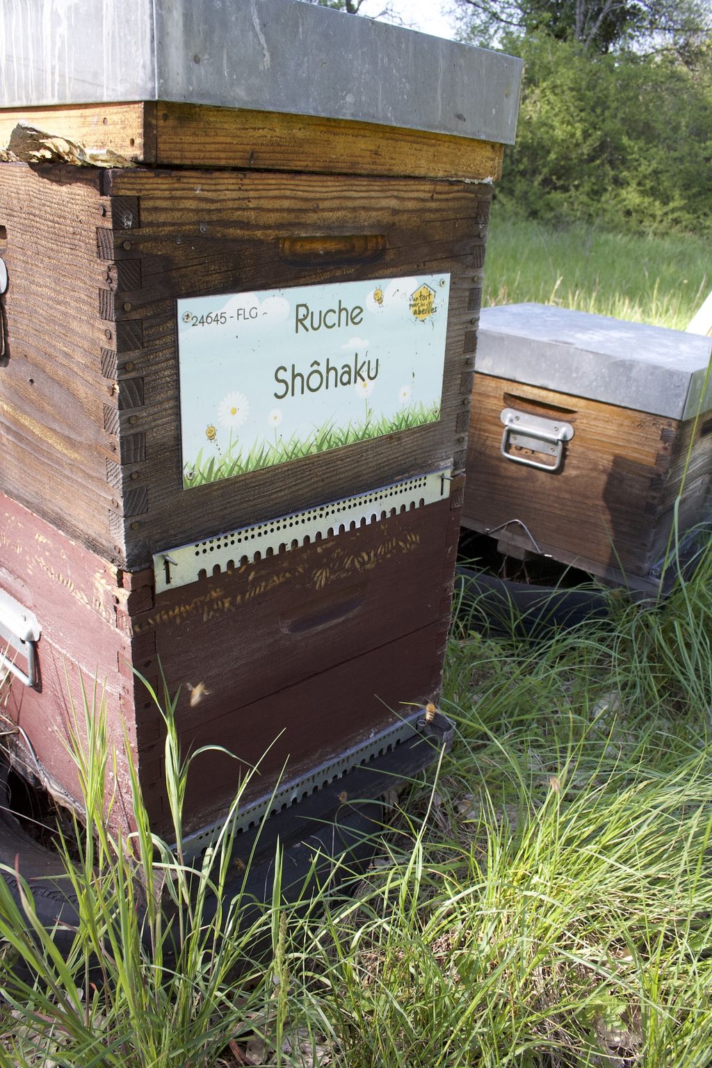 La ruche Shôhaku