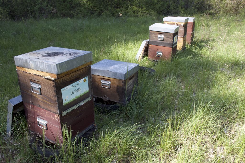La ruche Shôhaku