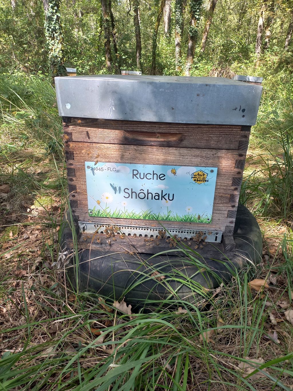 La ruche Shôhaku