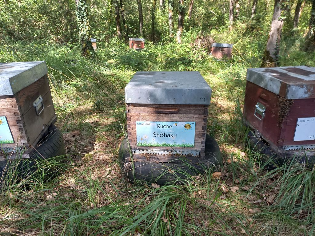 La ruche Shôhaku