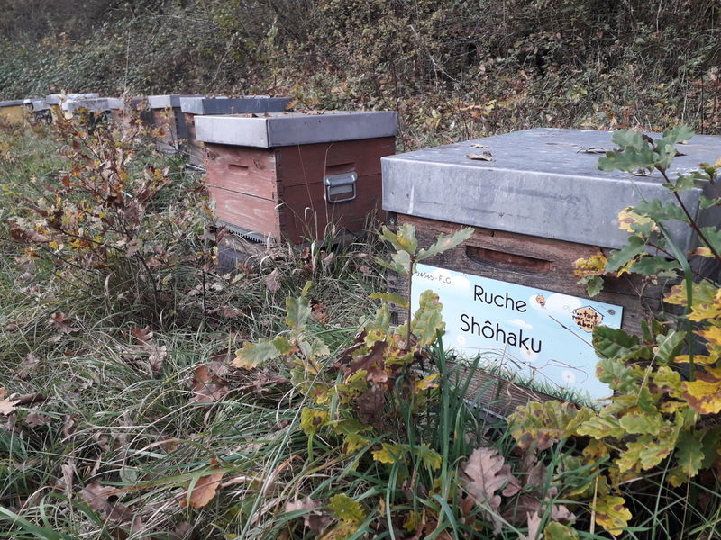 La ruche Shôhaku