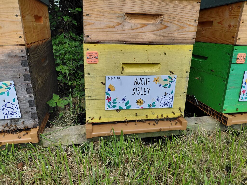 La ruche Sisley
