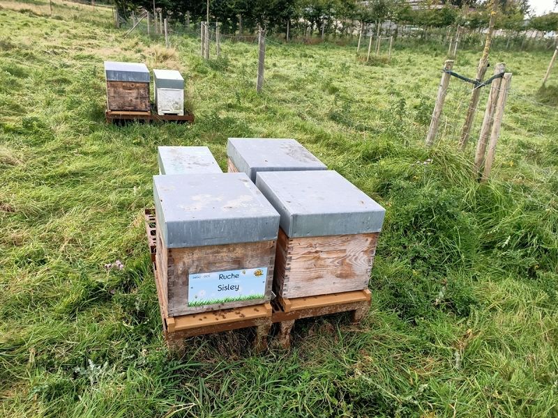 La ruche Sisley