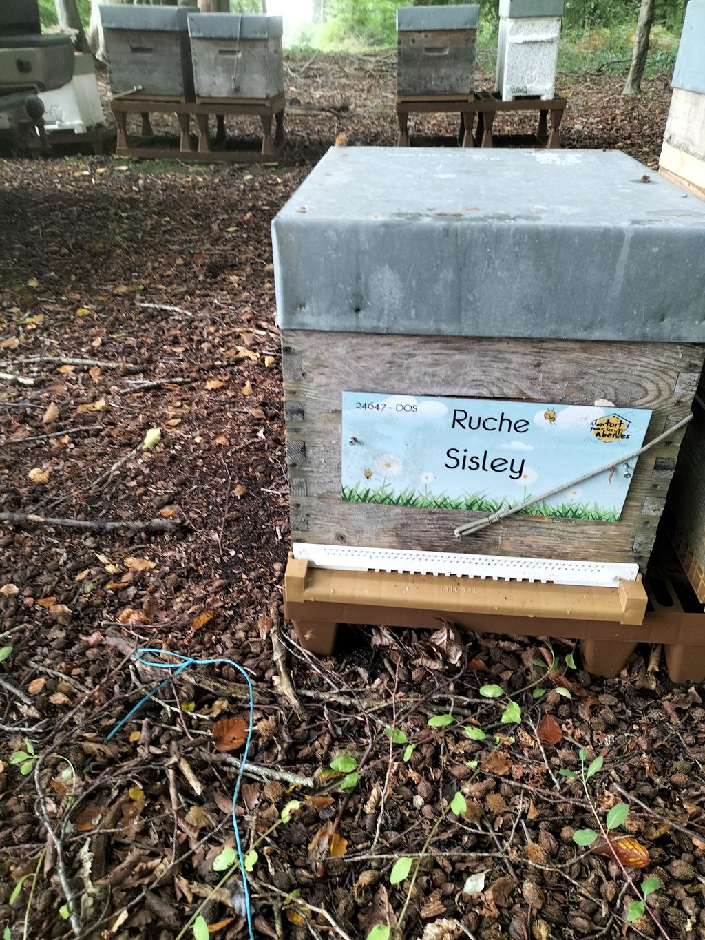 La ruche Sisley