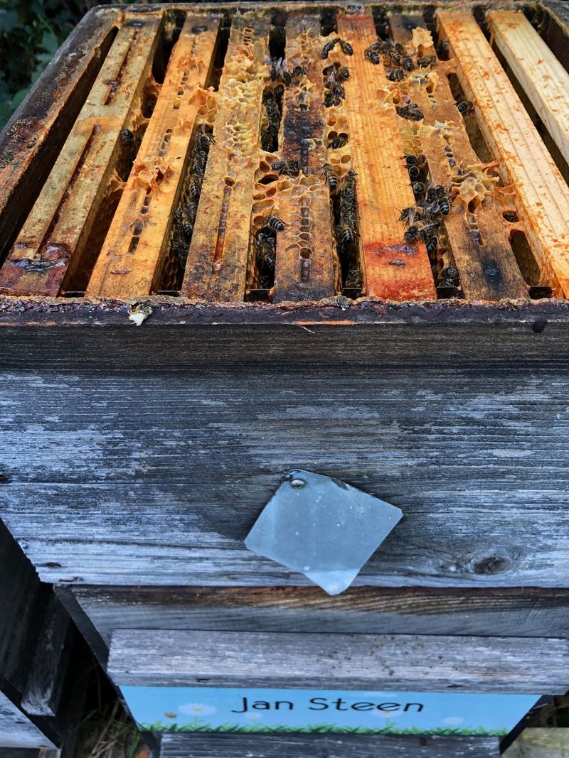 La ruche Jan Steen