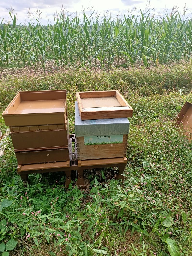 La ruche Stubbs