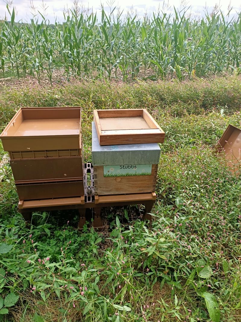La ruche Stubbs