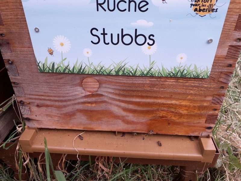 La ruche Stubbs