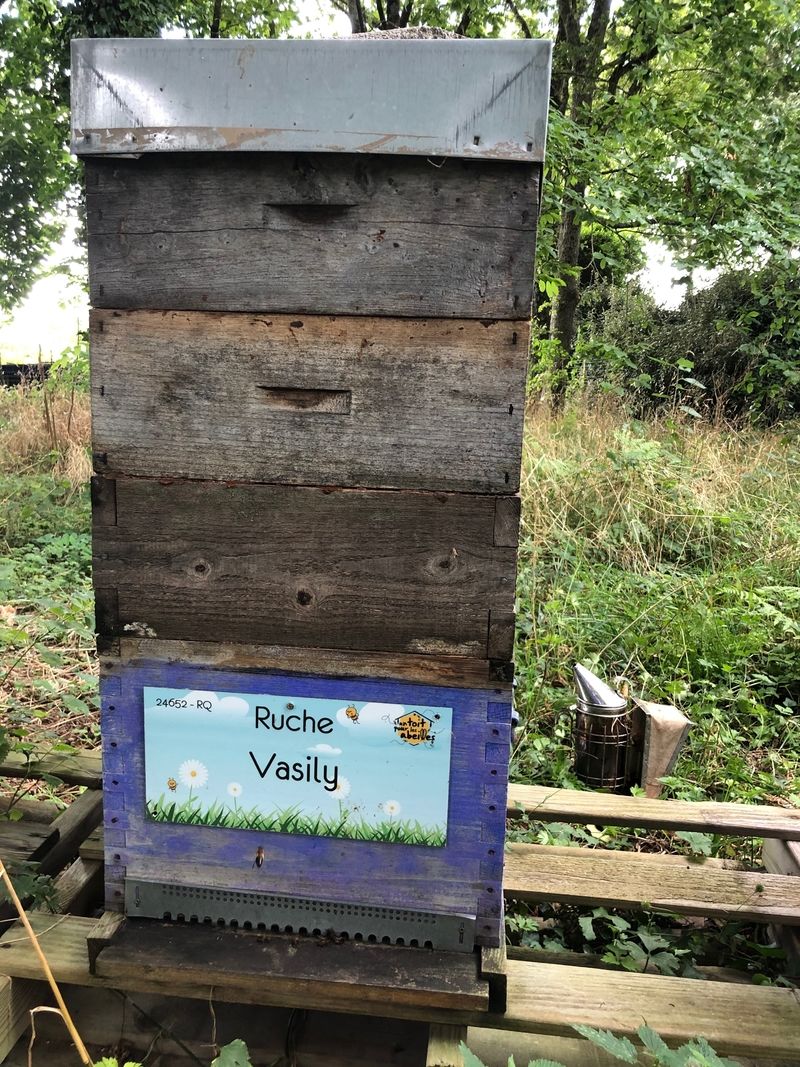 La ruche Vasily