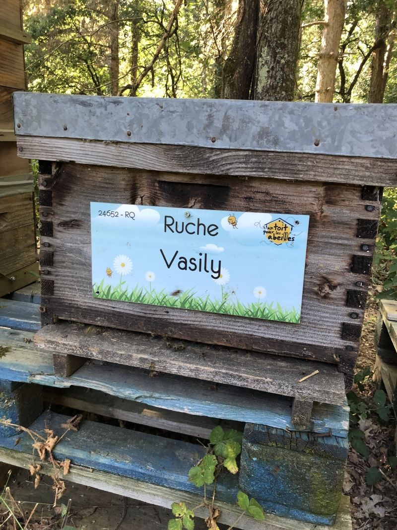 La ruche Vasily