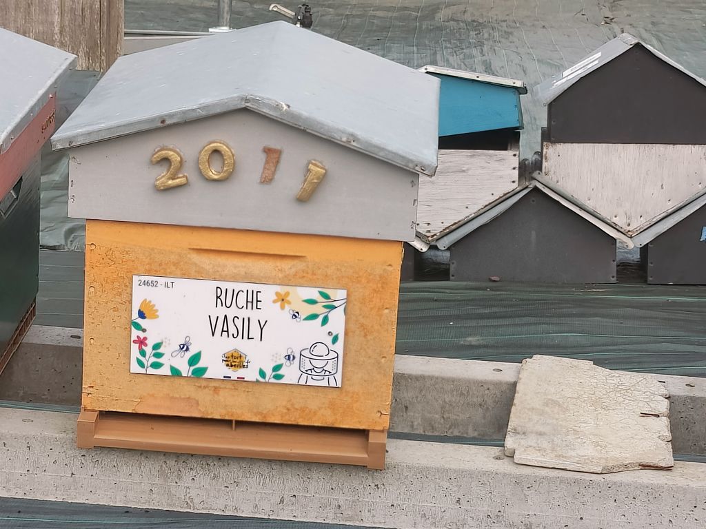 La ruche Vasily