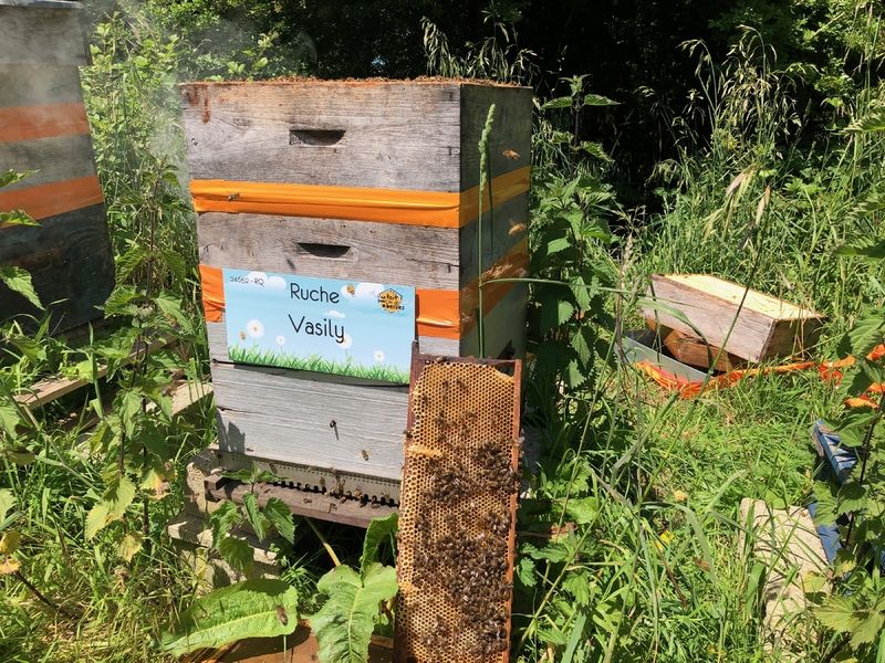 La ruche Vasily