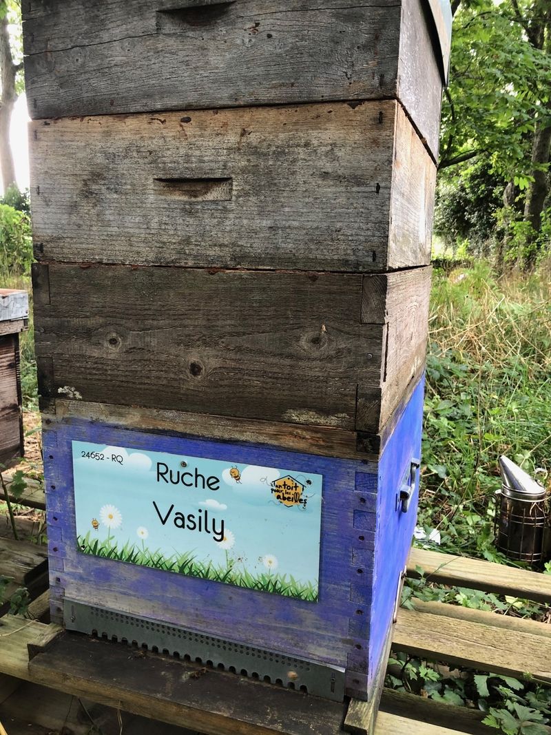 La ruche Vasily
