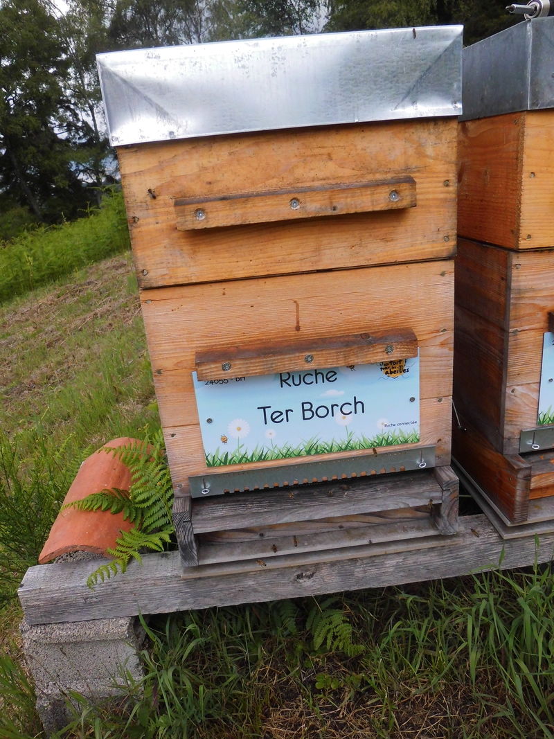 La ruche Ter Borch
