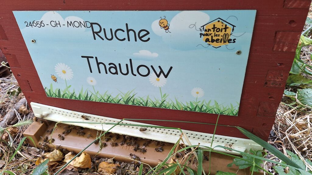 La ruche Thaulow