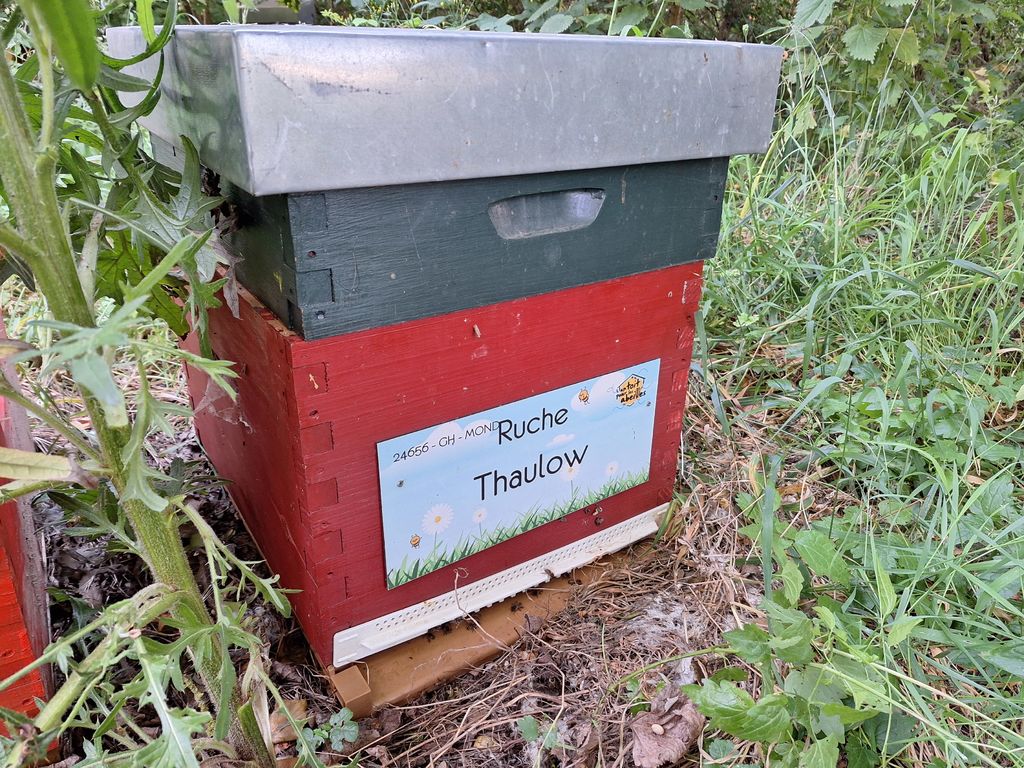 La ruche Thaulow
