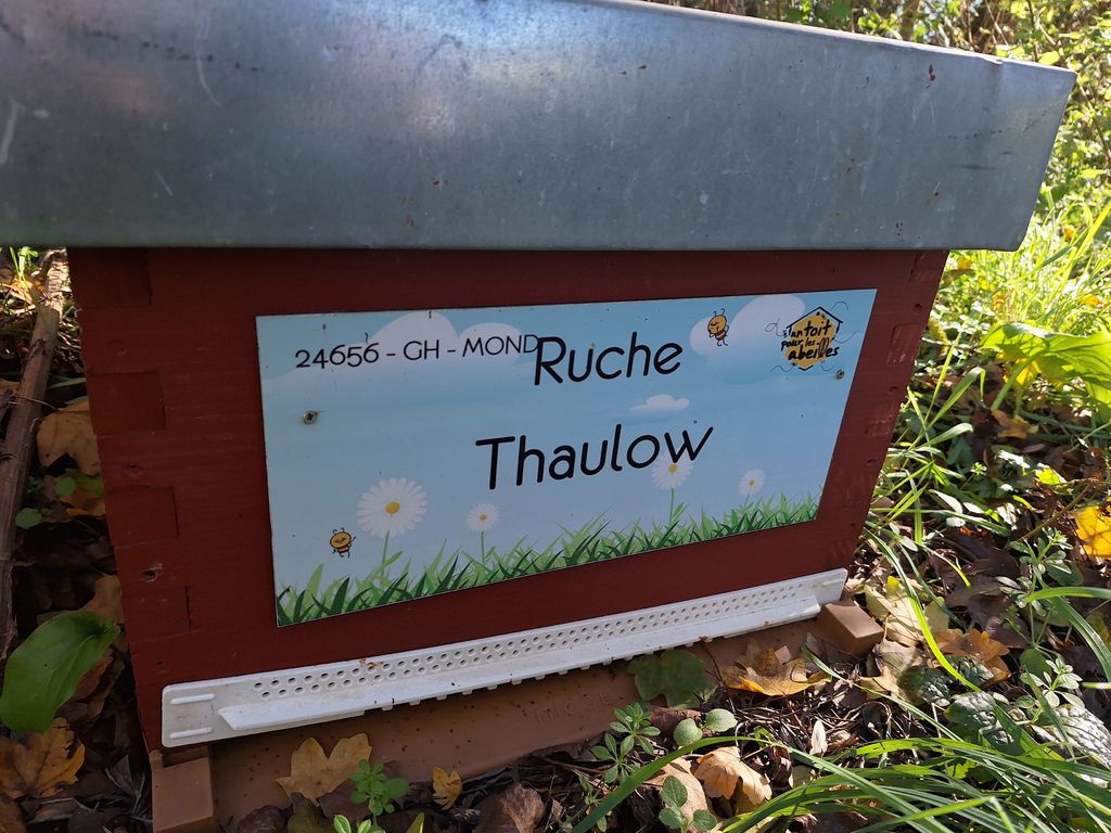 La ruche Thaulow
