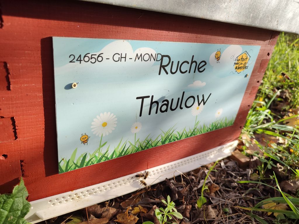 La ruche Thaulow