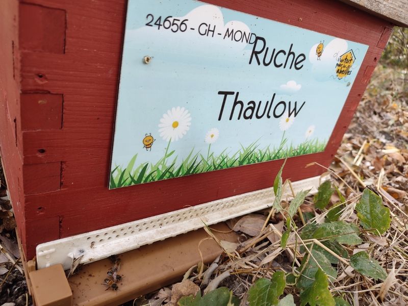 La ruche Thaulow