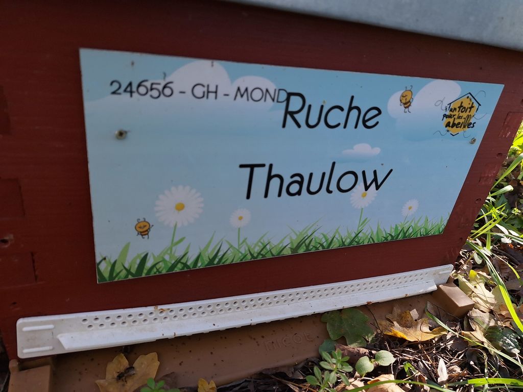 La ruche Thaulow