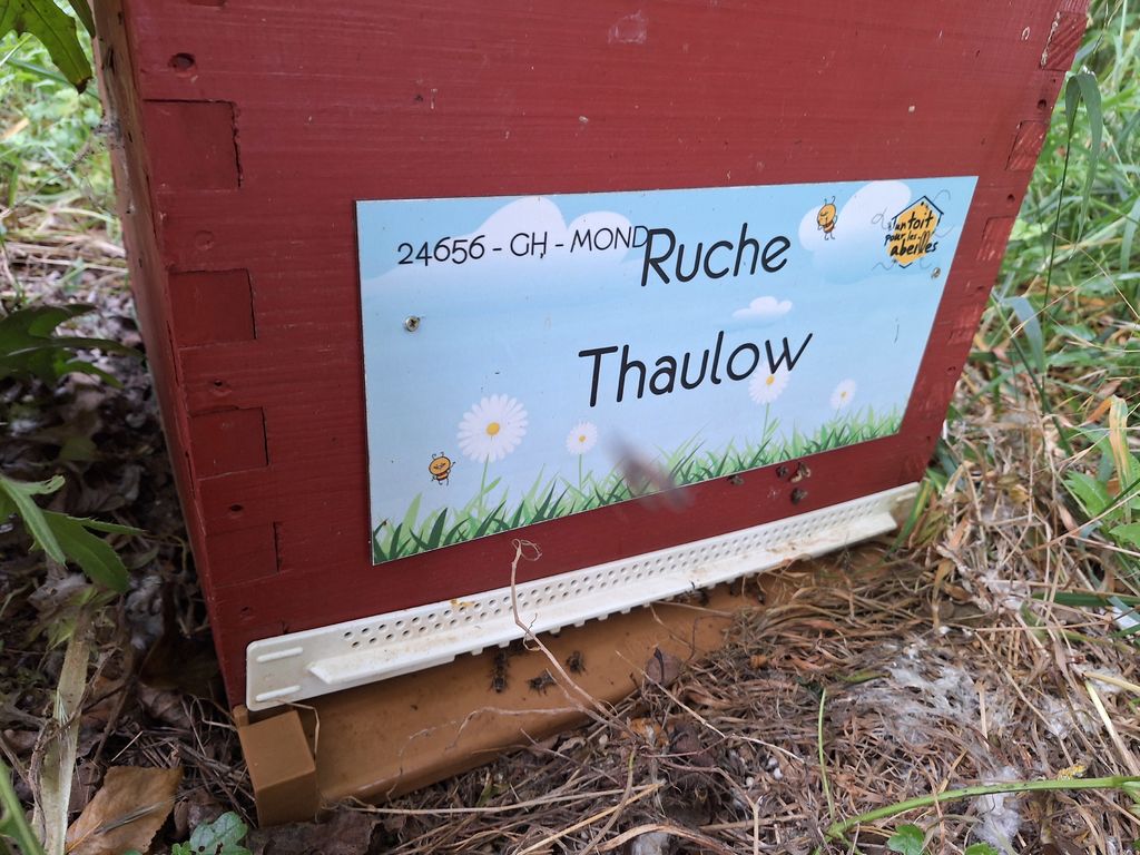 La ruche Thaulow