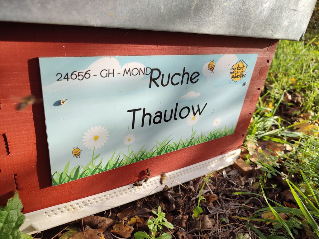La ruche Thaulow